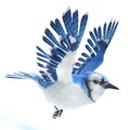 Blue Jay Bird Flying