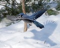 Blue Jay Bird Stock Photos.  Blue Jay Bird perched. Blue Jay Birds winter season Royalty Free Stock Photo