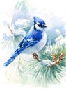 Blue Jay Bird on the Green Pine branch Watercolor Winter Snow Illustration Hand Painted isolated on white background Royalty Free Stock Photo