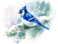 Blue Jay Bird on the Green Pine branch Watercolor Winter Snow Illustration Hand Painted isolated on white background Royalty Free Stock Photo