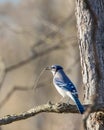 Blue Jay bird holding stick in its beak on th tree branch Royalty Free Stock Photo