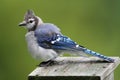 Blue Jay on a bird house Royalty Free Stock Photo