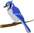 Blue jay bird. Isolated on white background. Royalty Free Stock Photo