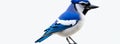 Blue Jay bird on isolated on a white background. Generative AI Royalty Free Stock Photo