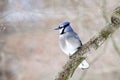 Blue Jay bird on limb