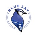 Blue jay bird logo design Royalty Free Stock Photo