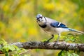 Blue Jay bird looking forward with yellow flower background Royalty Free Stock Photo