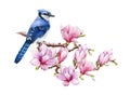 Blue jay bird on magnolia blooming branch. Watercolor illustration. Real watercolor spring illustration. Bright forest Royalty Free Stock Photo