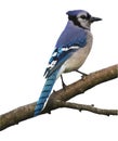 Blue Jay Bird With No Background - Cyanocitta cristata Royalty Free Stock Photo