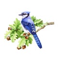 Blue jay bird on the oak tree branch. Watercolor illustration. Hand drawn forest, park, backyards wildlife bird. Blue Royalty Free Stock Photo