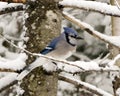 Blue Jay Photo. Perched on a branch in the winter season with falling snow and a blur background in its enviromnent and habitat Royalty Free Stock Photo