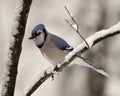 Blue Jay Photo. Perched on a branch in the winter season with falling snow and a blur background in its environment and habitat Royalty Free Stock Photo