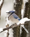 Blue Jay Photo. Perched on a branch in the winter season with falling snow and a blur background in its environment and habitat Royalty Free Stock Photo