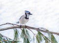 Blue jay bird perched on branch in winter snow Royalty Free Stock Photo