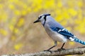 Blue jay bird perched on branch with yellow background Royalty Free Stock Photo