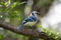A blue jay bird perched on a tree branch in Florida shrubbery Royalty Free Stock Photo