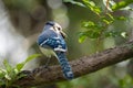 A blue jay bird perched on a tree branch in Florida shrubbery Royalty Free Stock Photo