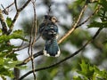 Blue Jay Bird Perched in a Tree Royalty Free Stock Photo