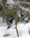 Blue Jay bird photo stock. Blue Jay in the winter season.  Blue Jay couple interacting. Spread wings. Picture. Photo. Image. Royalty Free Stock Photo