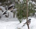 Blue Jay bird photo stock. Blue Jay in the winter season.  Spread wings. Birds interacting. Picture. Photo. Image. Portrait.  Snow Royalty Free Stock Photo