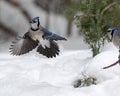 Blue Jay bird photo stock. Blue Jay in the winter season.  Picture. Photo. Image. Portrait.  Snow and birds. Flying bird. Spread Royalty Free Stock Photo