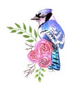 Blue Jay bird with red roses and twigs watercolor birds painting Royalty Free Stock Photo