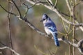 Blue jay bird resting on tree branches Royalty Free Stock Photo