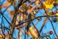 Blue Jay bird resting in a tree Royalty Free Stock Photo