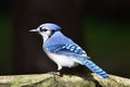 Blue Jay bird sits on a cedar rail fence Royalty Free Stock Photo