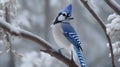 Blue jay bird sitting on a tree branch in the winter forest Royalty Free Stock Photo