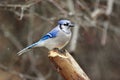 Blue Jay Bird In Snow Royalty Free Stock Photo