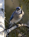 Blue Jay Bird Stock Photo and Image. Close-up perched on a birch tree branch with a blur forest background in the forest Royalty Free Stock Photo