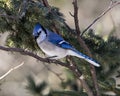 Blue Jay Bird Stock Photo and Image. Close-up perched on a spruce tree branch with a blur forest background in the forest Royalty Free Stock Photo