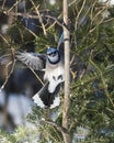 Blue Jay Bird Stock Photos.  Blue Jay Birds perched on a spruce tree with a bokeh background winter season Royalty Free Stock Photo