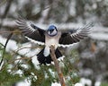 Blue Jay Bird Stock Photos.  Blue Jay Bird flying on a spruce branch tree. Blue Jay Birds winter season Royalty Free Stock Photo