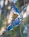 Blue Jay Bird Stock Photos.  Blue Jay Bird perched. Blue Jay Birds winter season Royalty Free Stock Photo