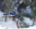 Blue Jay Bird Stock Photos.  Blue Jay Bird perched. Blue Jay Birds winter season Royalty Free Stock Photo