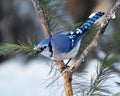 Blue Jay Bird Stock Photos.  Blue Jay Bird perched. Blue Jay Birds winter season Royalty Free Stock Photo