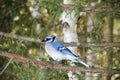 Blue Jay Bird Stock Photos.  Blue Jay Bird perched. Blue Jay Birds winter season Royalty Free Stock Photo