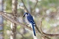 Blue Jay Bird Stock Photos.  Blue Jay Bird perched. Blue Jay Birds winter season Royalty Free Stock Photo