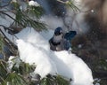 Blue Jay Bird Stock Photos.  Blue Jay Bird perched. Blue Jay Birds winter season Royalty Free Stock Photo