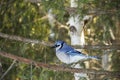 Blue Jay Bird Stock Photos.  Blue Jay Bird perched. Blue Jay Birds winter season Royalty Free Stock Photo