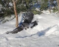 Blue Jay Bird Stock Photos.  Blue Jay Bird perched. Blue Jay Birds winter season Royalty Free Stock Photo