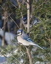 Blue Jay Bird Stock Photos.  Blue Jay Bird perched. Blue Jay Birds winter season Royalty Free Stock Photo