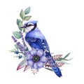Blue jay bird with tender flowers. Watercolor illustration. Beautiful forest bird with anemone flower, lavender