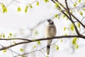 Blue Jay bird on a tree branch. Royalty Free Stock Photo