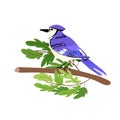 Blue jay bird. Vector flat style. Isolated on white background Royalty Free Stock Photo