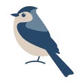 Blue jay bird, vector illustration, flat style,side Royalty Free Stock Photo