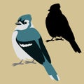 Blue jay bird vector illustration flat style silhouette Royalty Free Stock Photo