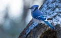 Blue jay bird in winter Royalty Free Stock Photo
